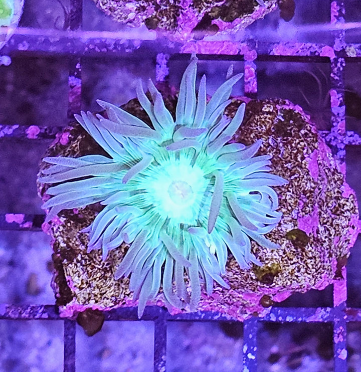 Duncanopsammia axifuga