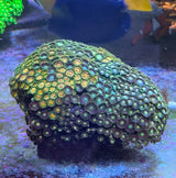 Zoanthus "Mix"