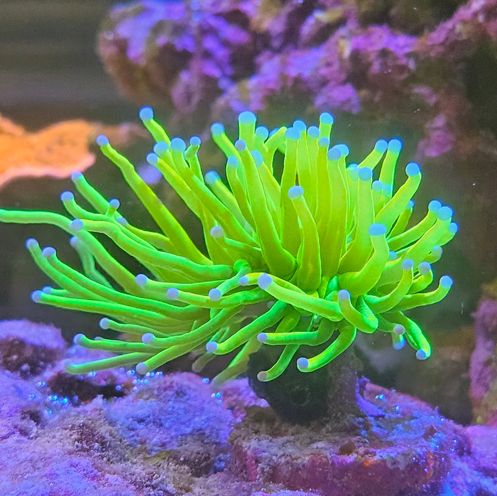 Holy Grail Torch (Euphyllia Glabrescens)