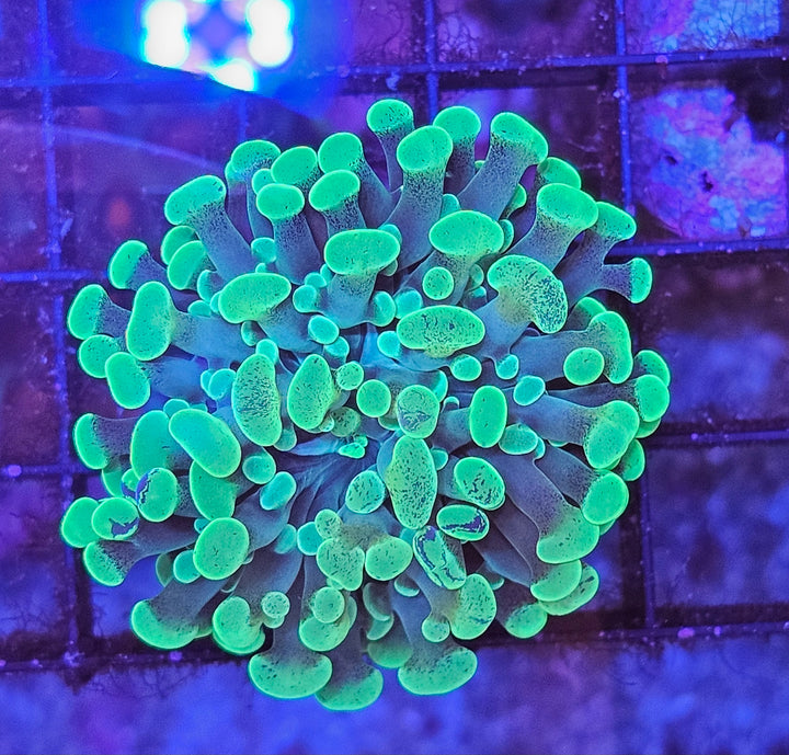 Euphyllia paraancora - Green special