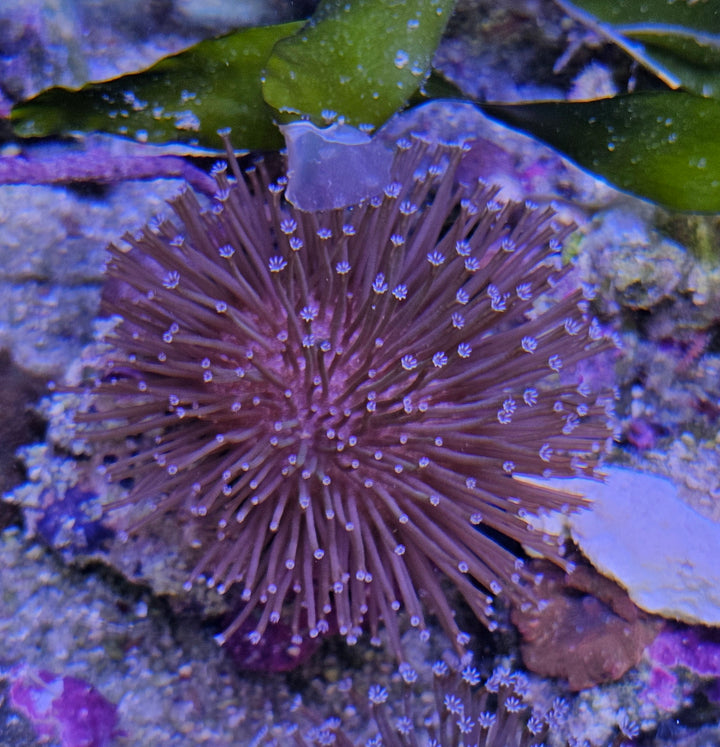 Sarcophyton ehrenbergi – Toadstool leather -pehmytkoralli