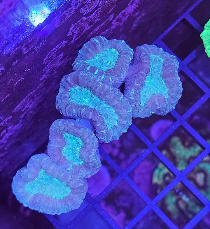 Caulastrea furcata