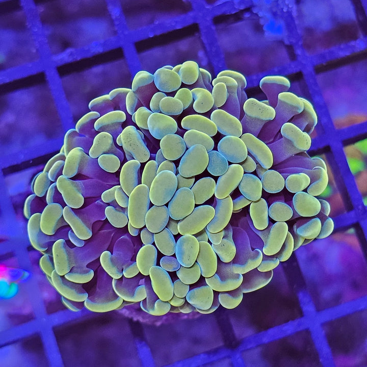 Euphyllia paraancora Gold