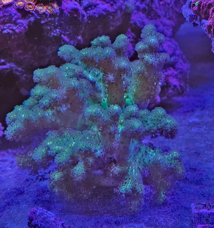 Sinularia sp. Minty Green