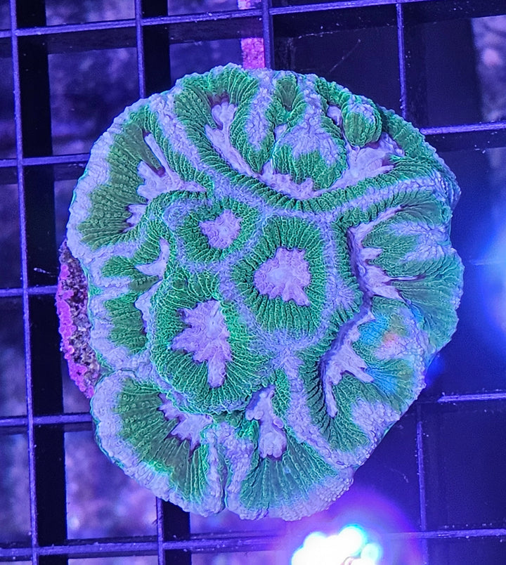 Platygyra White-Green