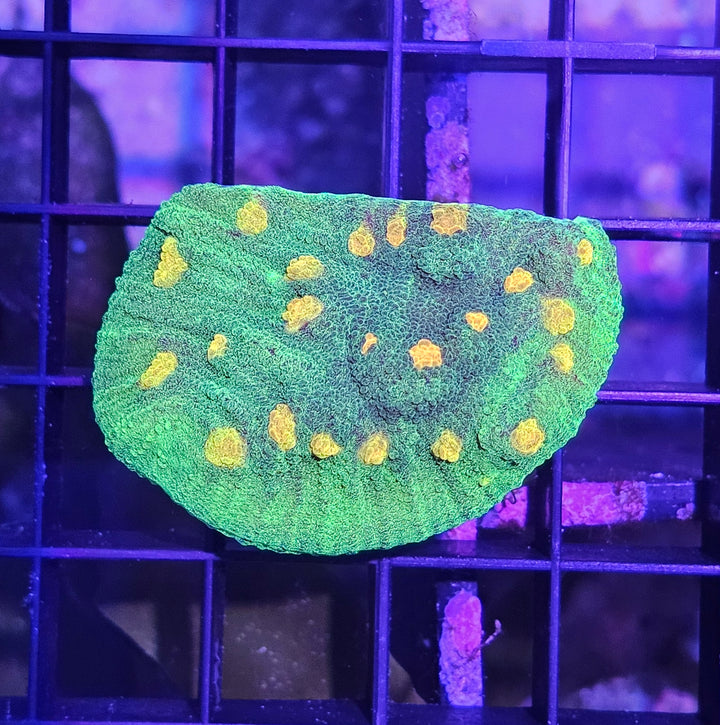 Space Invader Chalise (Mycedium sp.)