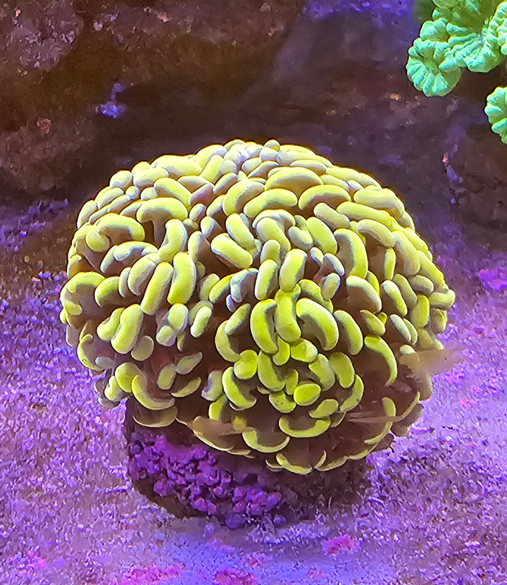 Euphyllia paraancora Gold