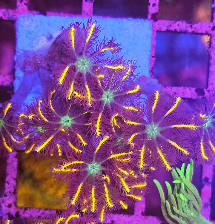 Clavularia sp. – Orange Clove Polyps