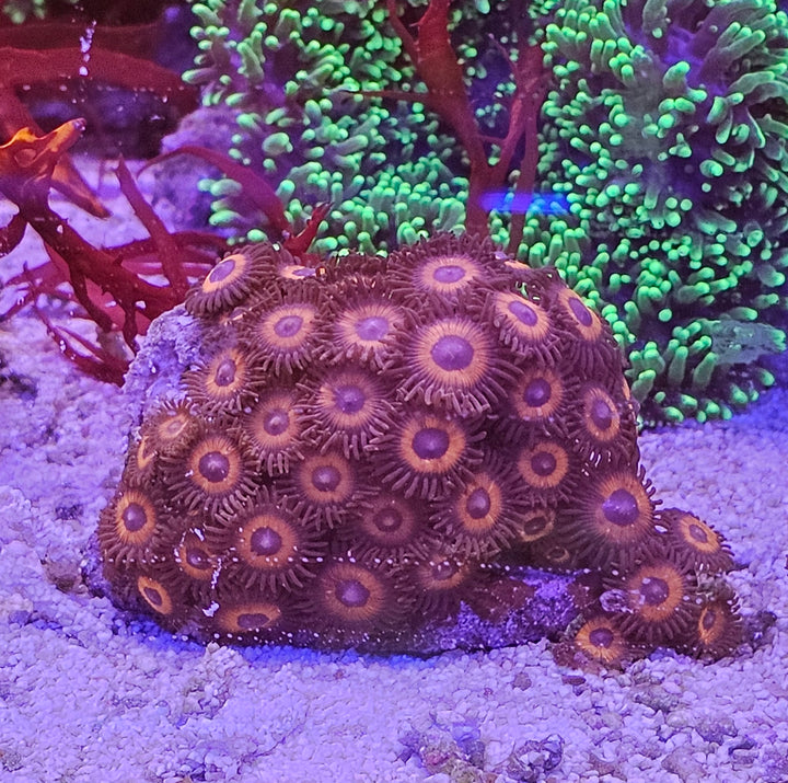 Zoanthus - Red Buttons