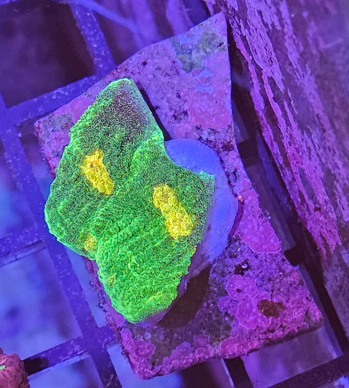 Space Invader Chalise (Mycedium sp.)