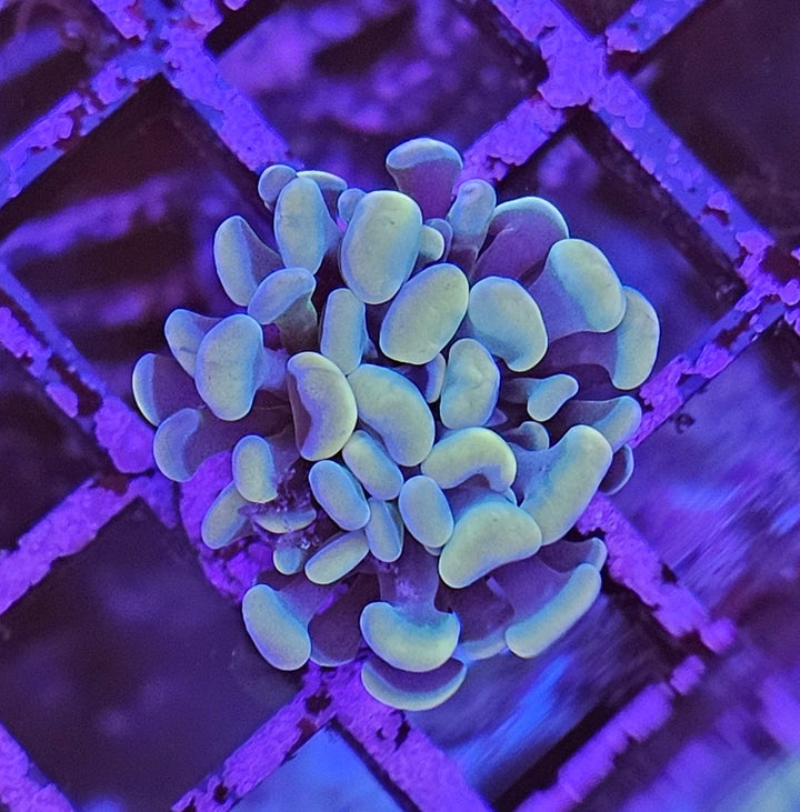 Euphyllia paraancora Gold S-koko