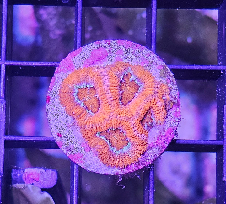 Micromussa amakusensis - Ultra Red