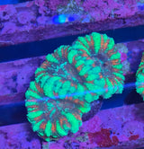 Micromussa lordhowensis "Peppermint"