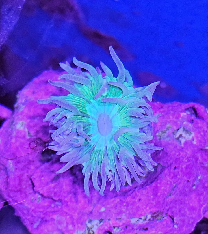 Duncanopsammia axifuga – Duncan Coral