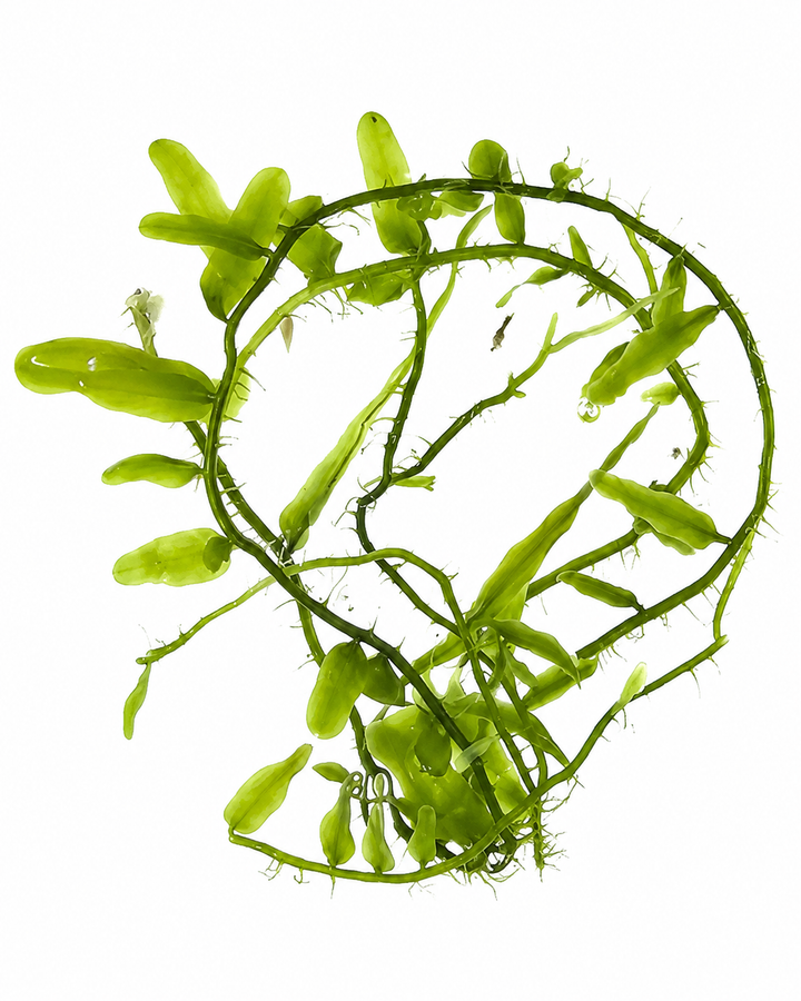 Caulerpa subserrulata makrolevä