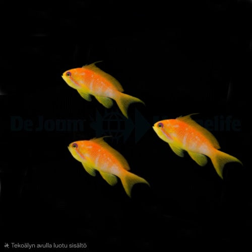 Lyretail Anthias (Pseudanthias squamipinnis) 3♀