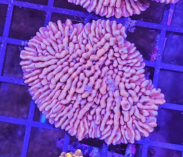 Montipora danae copper