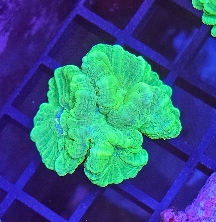 Caulastrea curvata – Candycane Coral "Toxic Green"