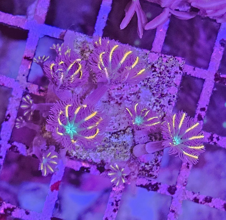 Clavularia sp. – Orange Clove Polyps