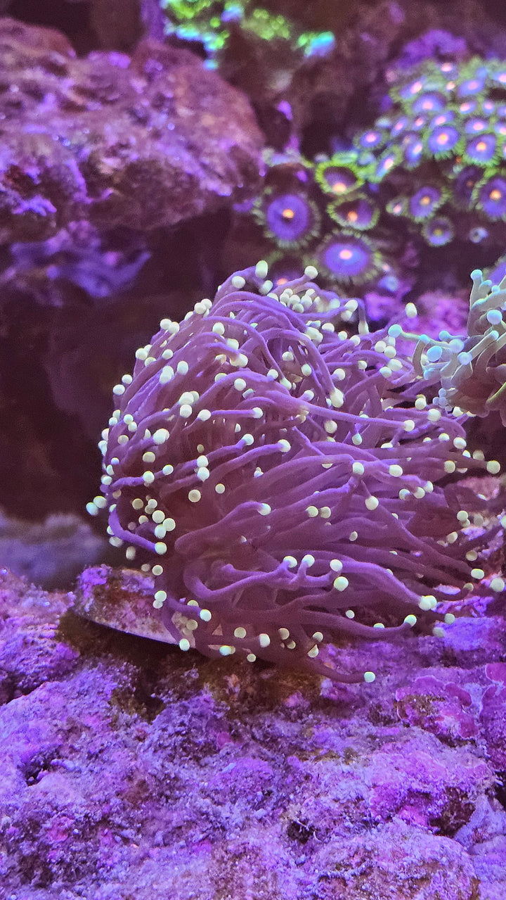 Black Torch Coral (Euphyllia glabrescens)