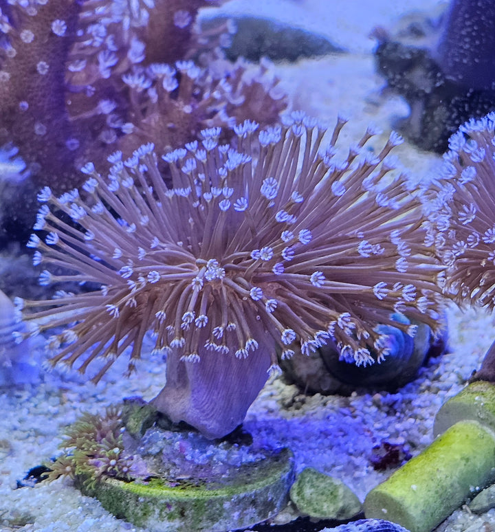 Sarcopython long polyp