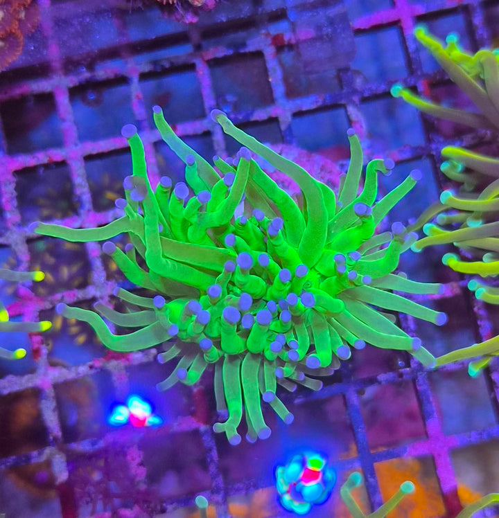 Euphyllia Glabrescens - Torch Coral "Blueberry"