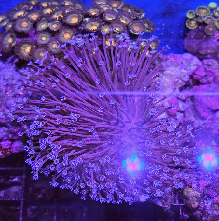Sarcopython long polyp