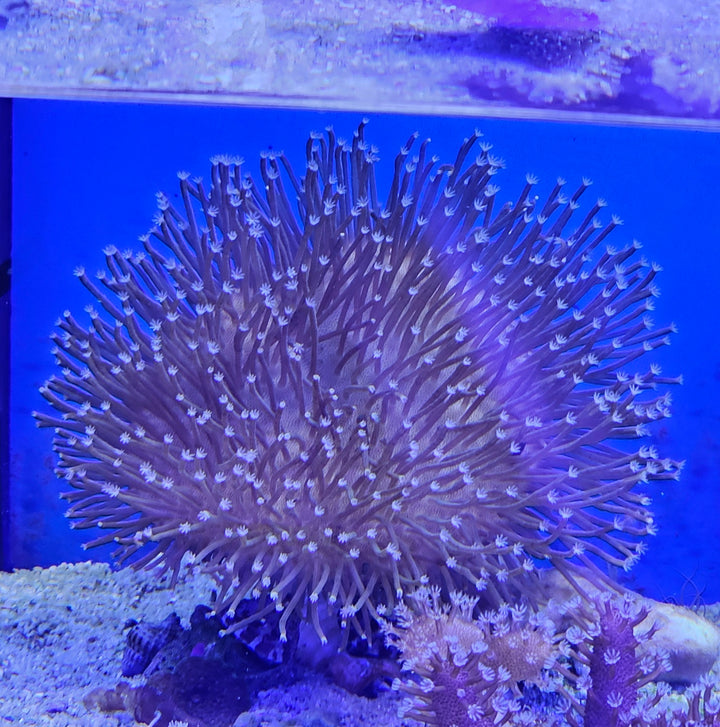 Sarcopython long polyp XL