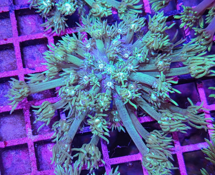 Goniopora sp. – Flowerpot Coral "Green"