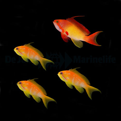 Lyretail Anthias (Pseudanthias squamipinnis) 1♂ + 3♀