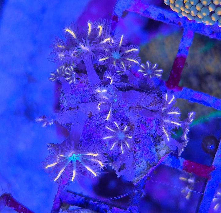 Clavularia sp. – Orange Clove Polyps
