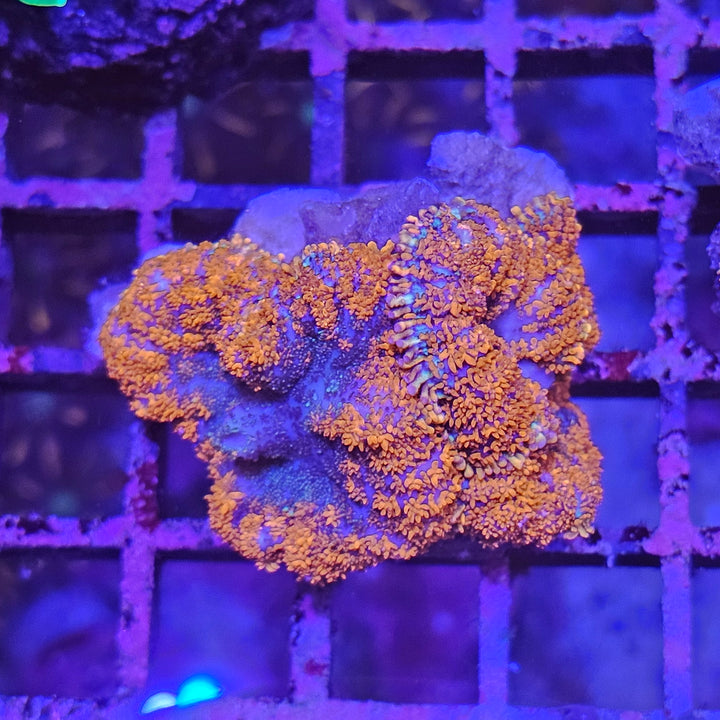 Rhodactis inchoata "Halloween Pumpkin"