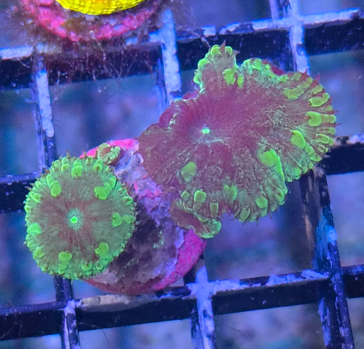 Blastomussa welssi Green