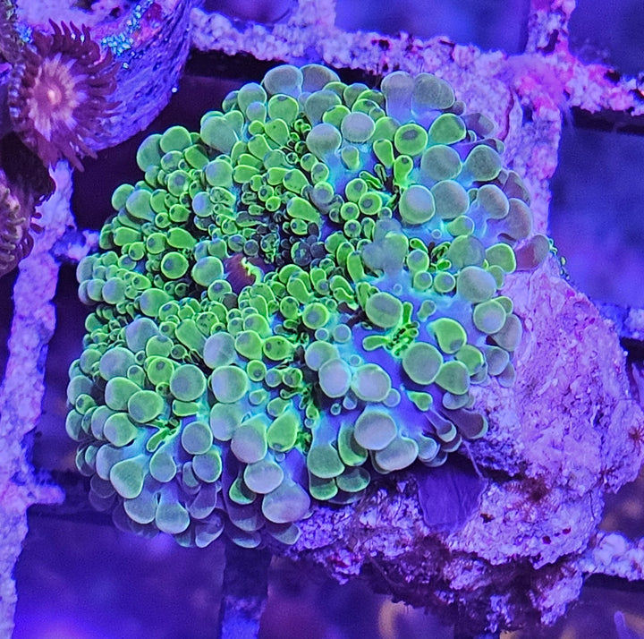 Ricordea florida green