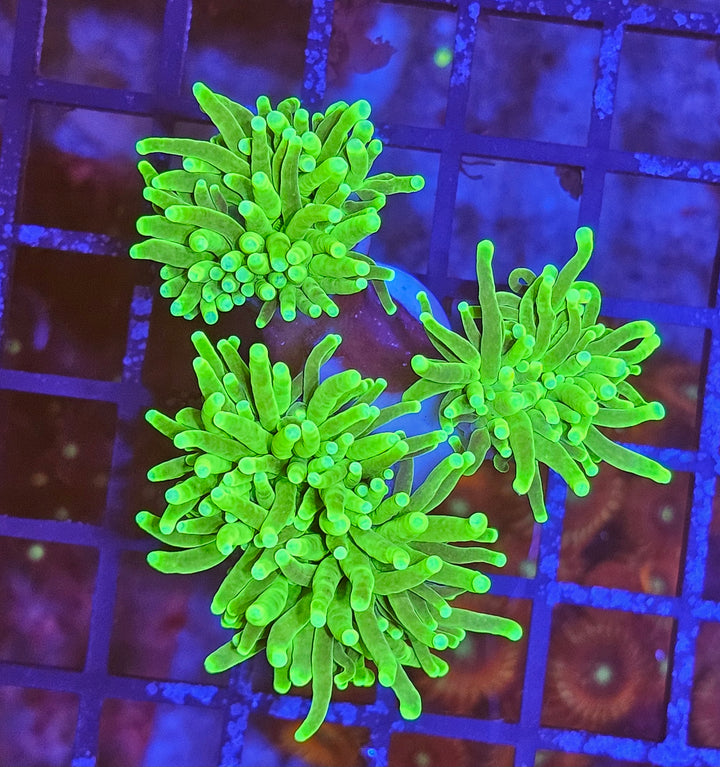 Euphyllia glabrescens – Torch Coral "Toxic green"