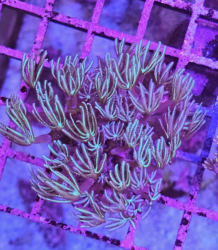 Pipe Organ Coral (Tubipora musica) green