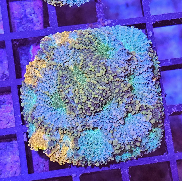 Acanthastrea echinata – Chalice Coral "Pumpkin spice"