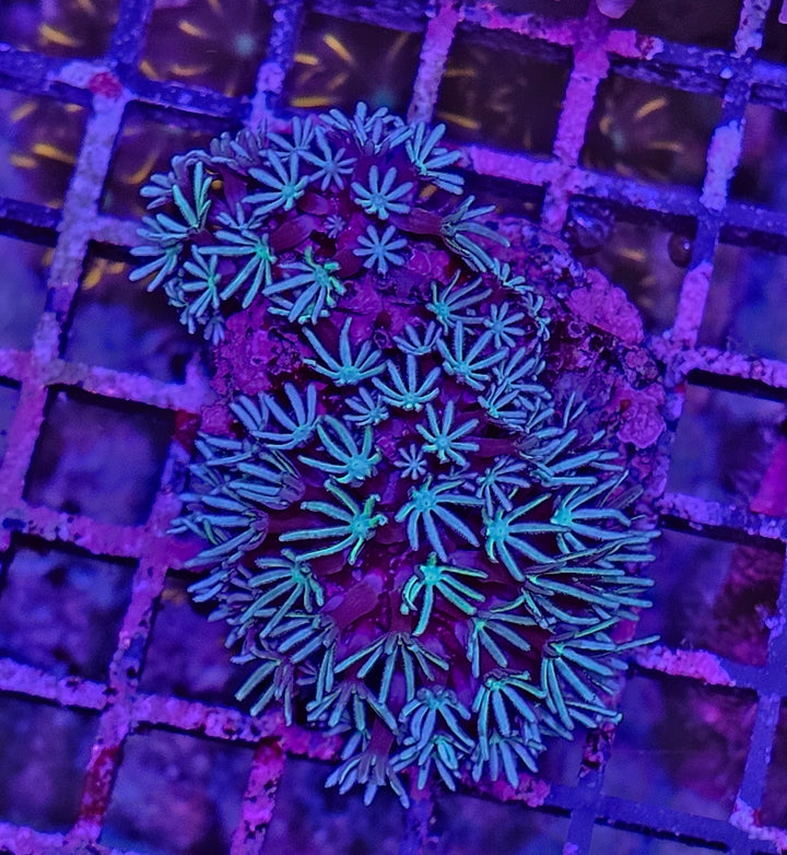 Pipe Organ Coral (Tubipora musica) "white"