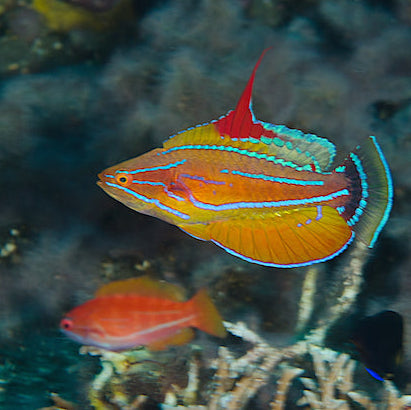 Yellow-fin Flasher wrasse (Paracheilinus flavianalis)