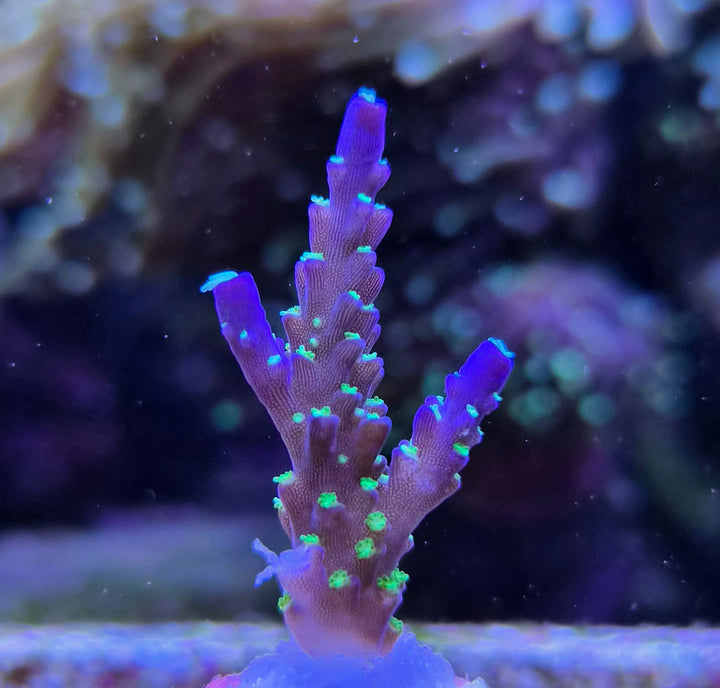 Acropora sp. "Bali Tricolor"