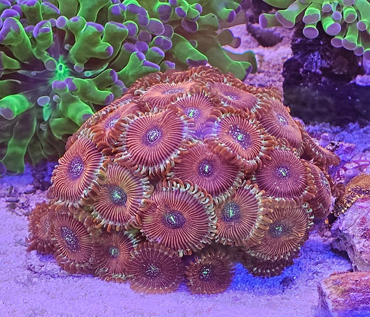 Zoanthus - Red People Eater