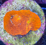Homophyllia bowerbanki "Red"