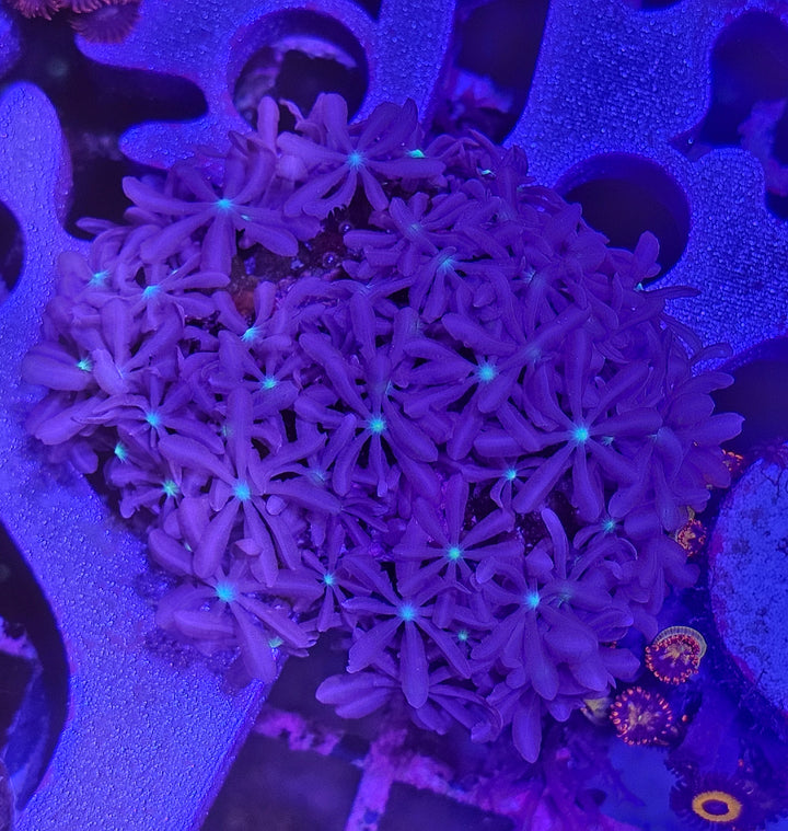 Knopia star polyp
