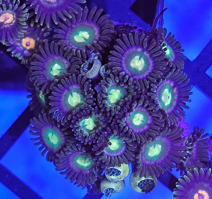 Zoanthus Green/violet