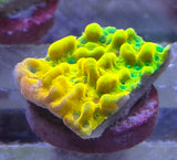 Montipora danae "Beach Bum"