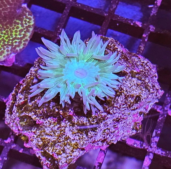 Duncanopsammia axifuga