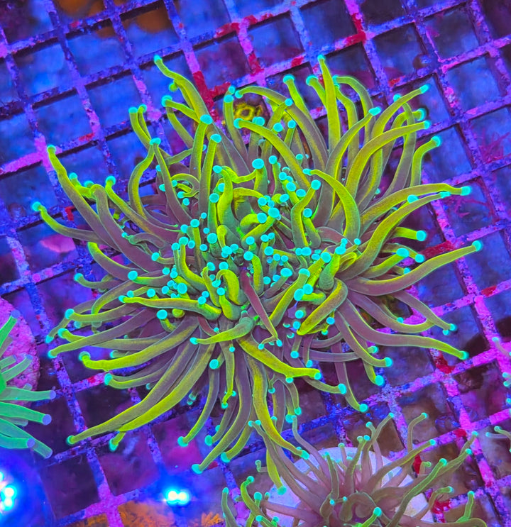 Dragon Soul Torch Coral - (Euphyllia Glabrescens)
