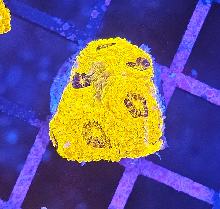 Acanthastrea echinata "Gold rush"