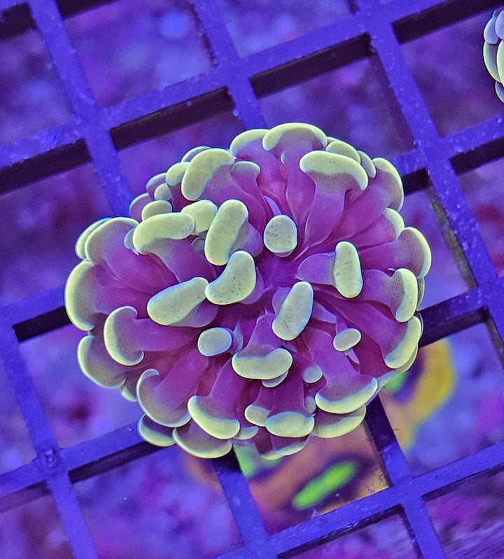 Euphyllia paraancora Gold