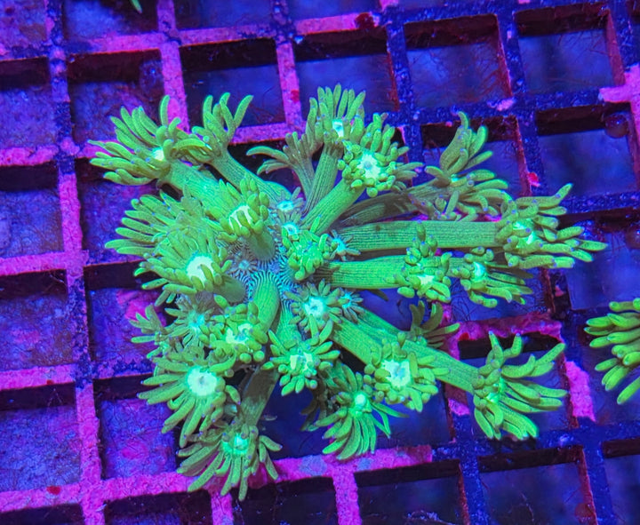 Goniopora sp. – Flowerpot Coral "Green"